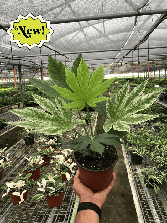 Fatsia japonica 'Spiders Web'