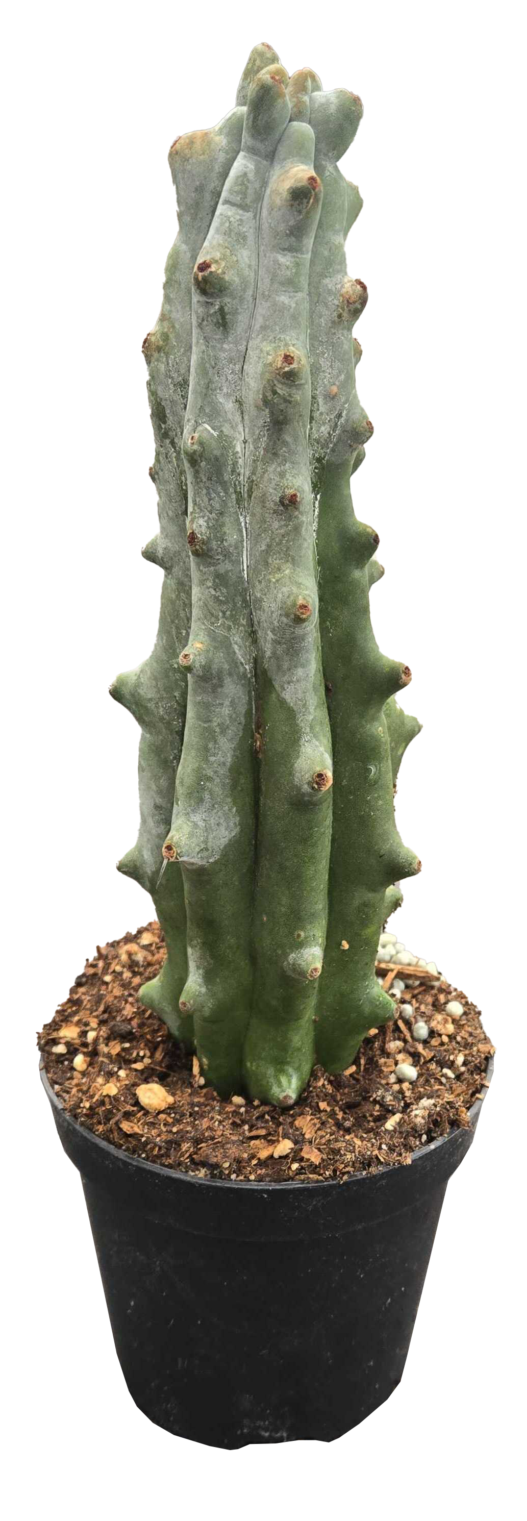 Stenocereus beneckei 'ghost white boobie'