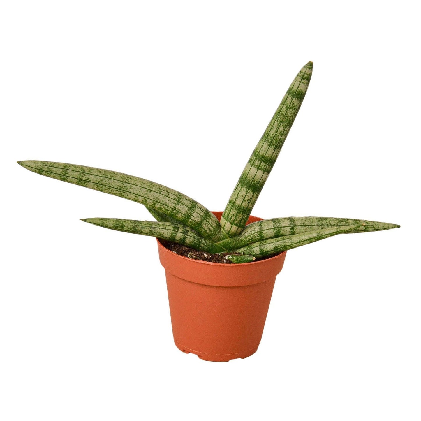 Sansevieria Cylindrica - starfish