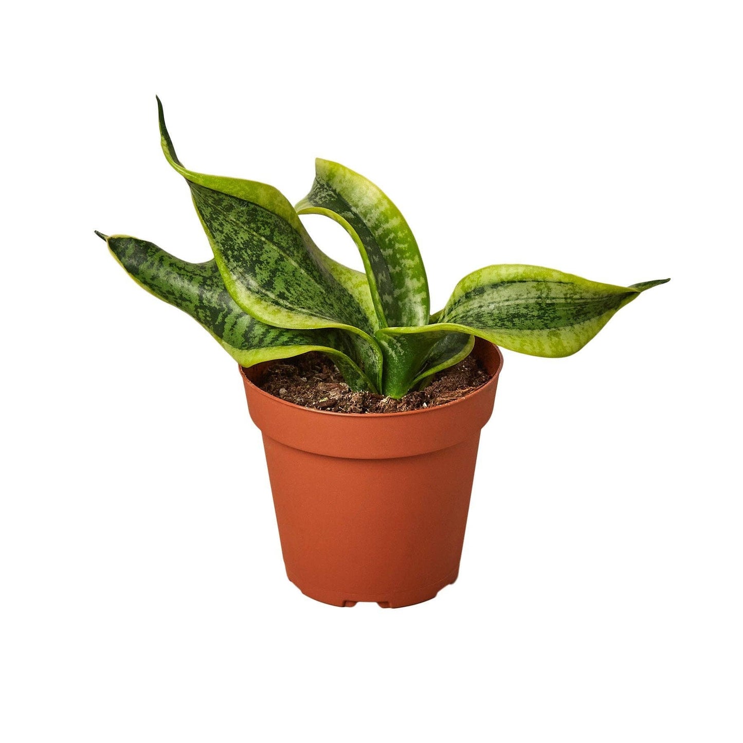 Sansevieria Trifasciata - Snake Plant Twist