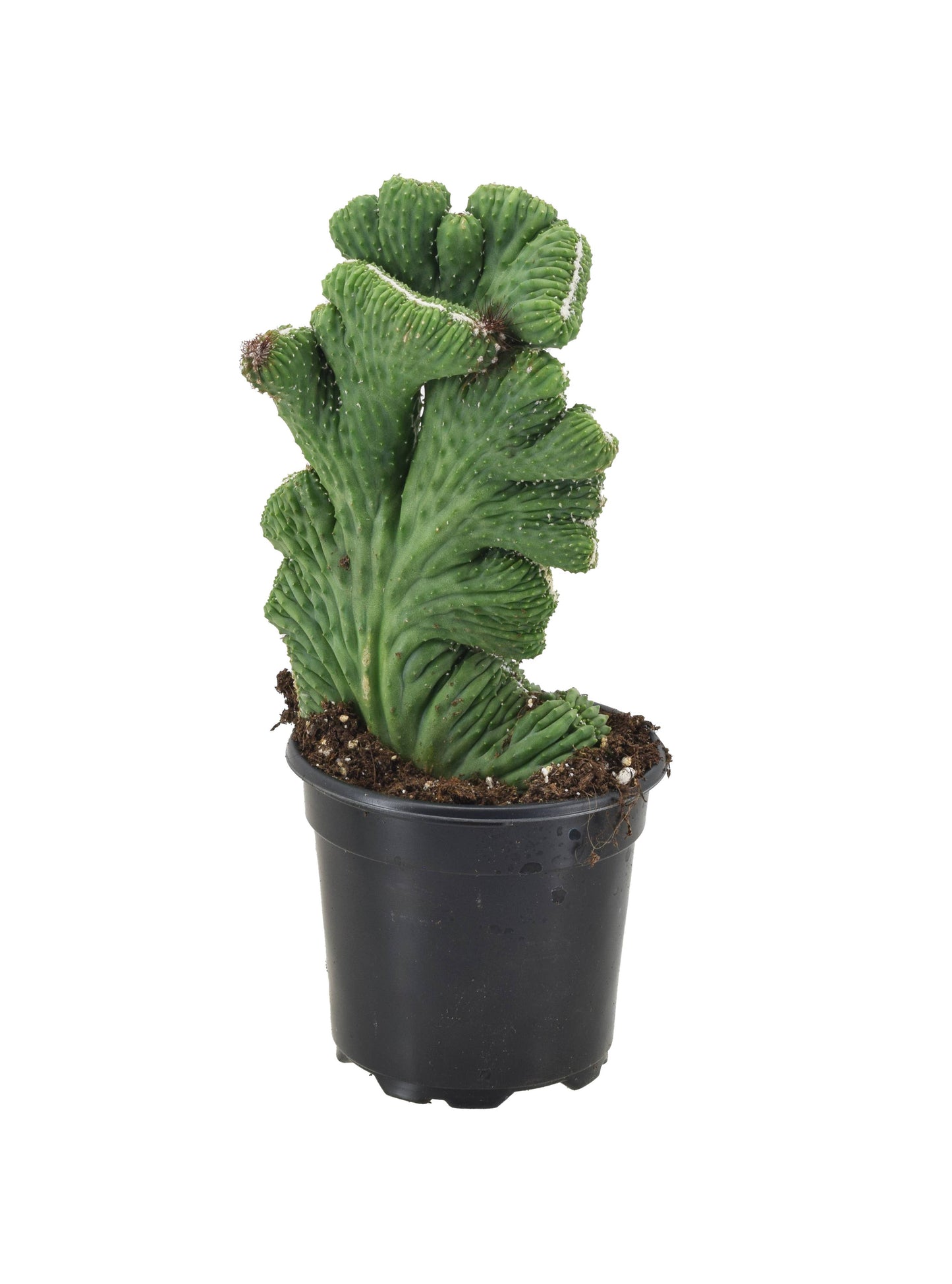 Cereus Coral Cactus Green