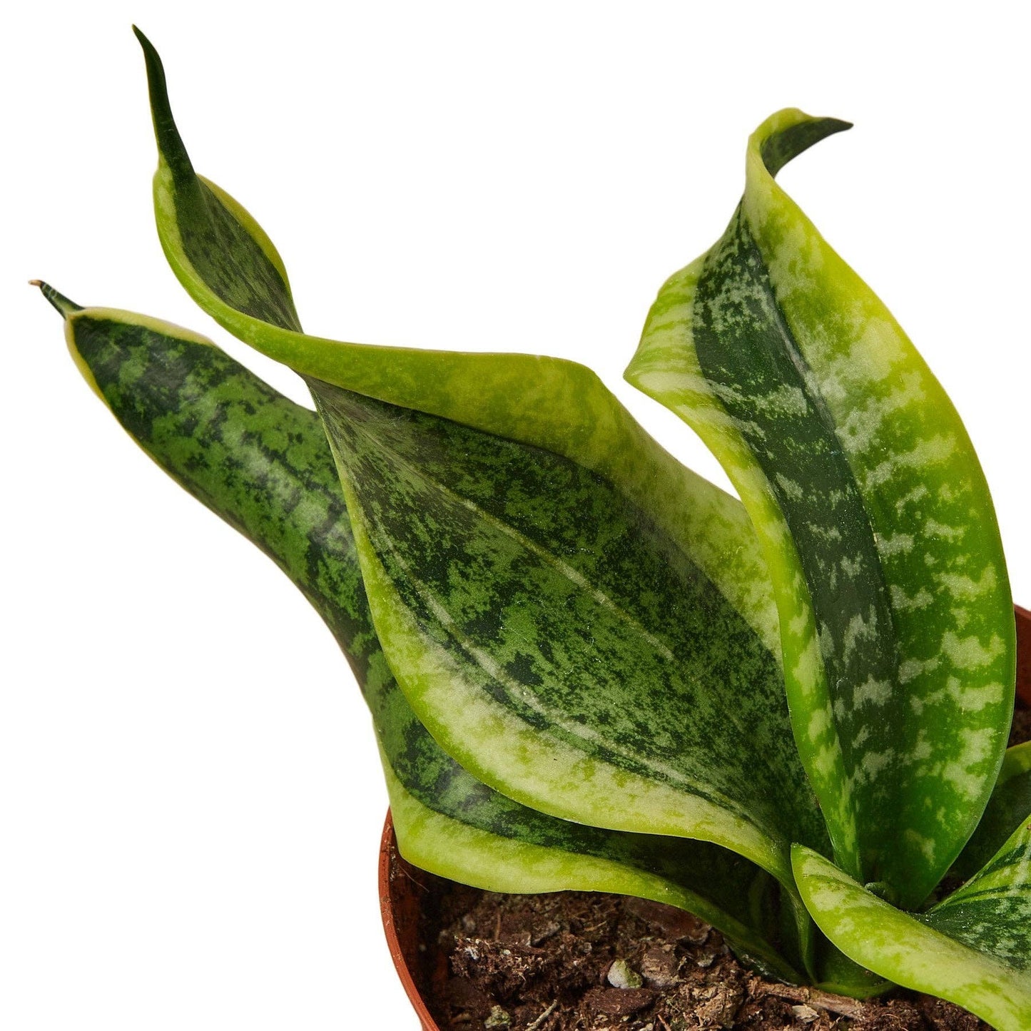 Sansevieria Trifasciata - Snake Plant Twist