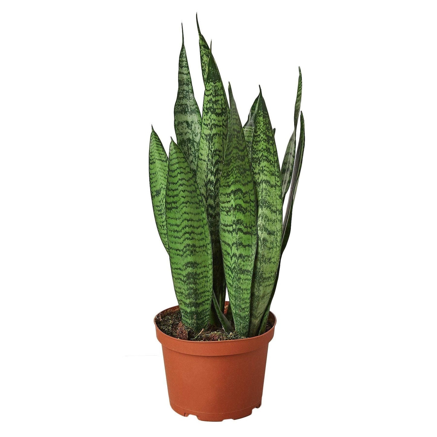 Sansevieria Zeylanica