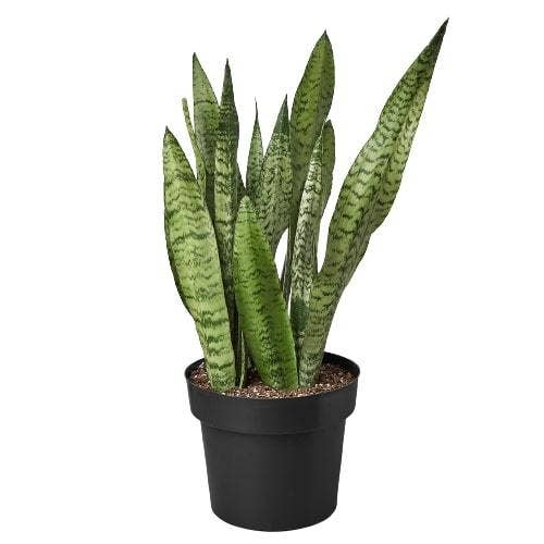 Sansevieria Zeylanica