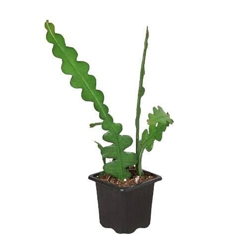 Cryptocereus anthonyanus - Epiphyllum 'Ric Rac' Cactus