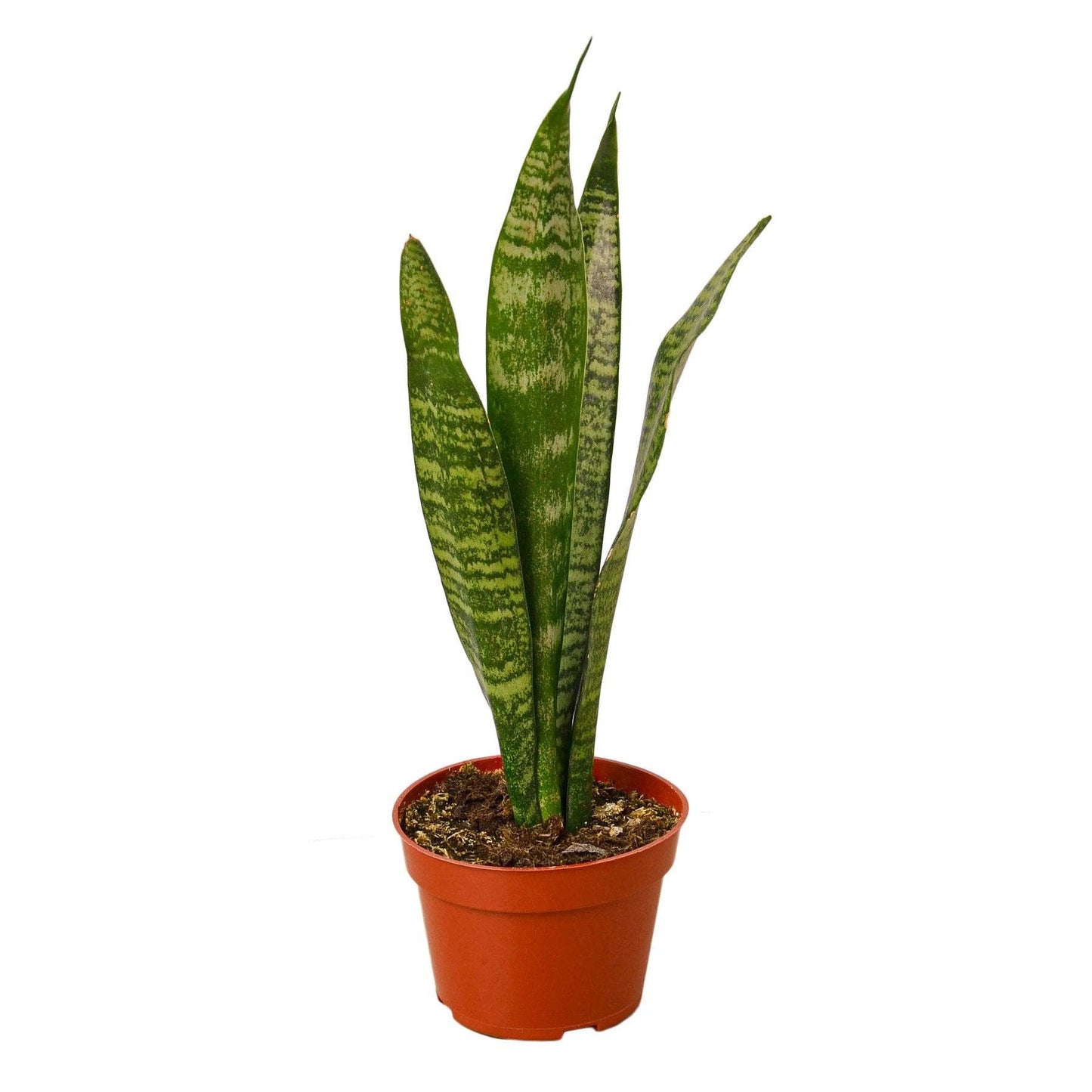 Sansevieria Zeylanica