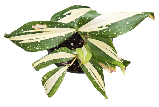 Dracaena Milky Way