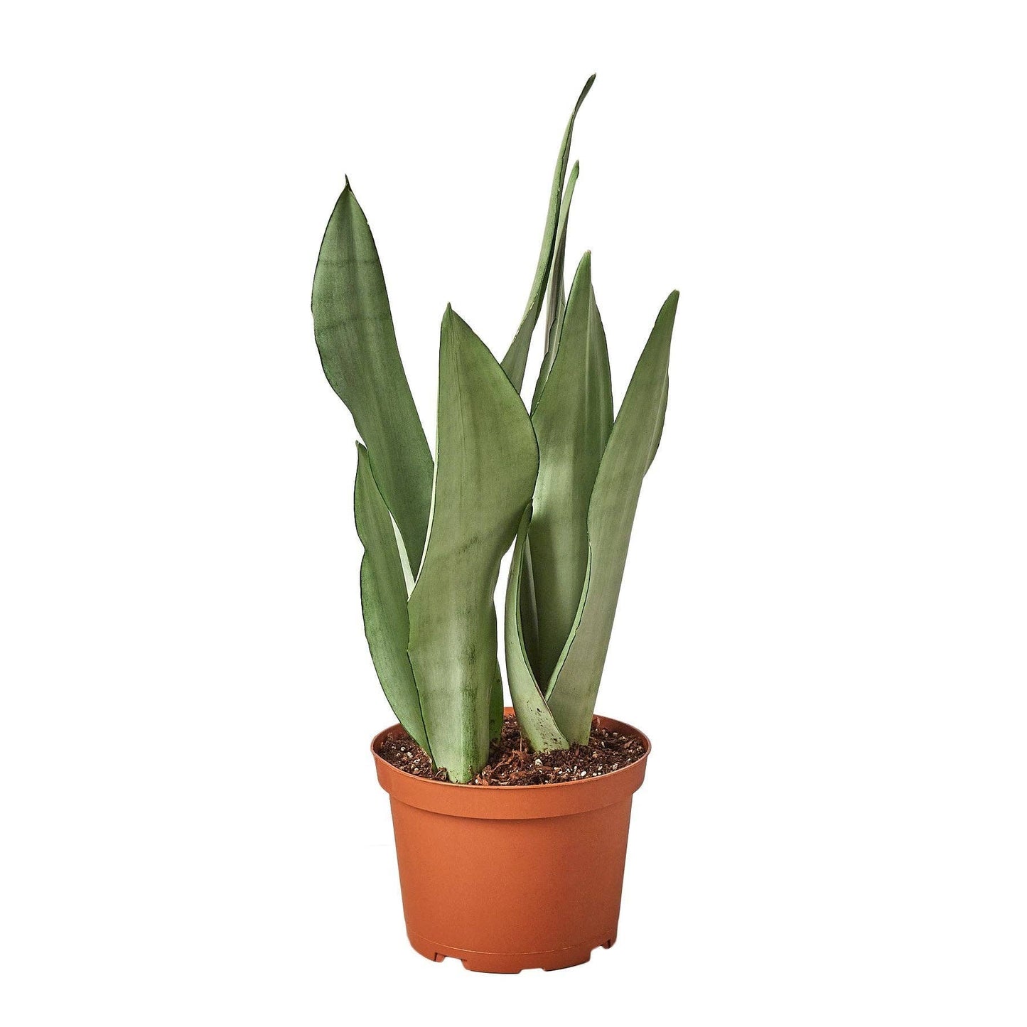 Sansevieria Trifasciata - Snake Plant Moonshine