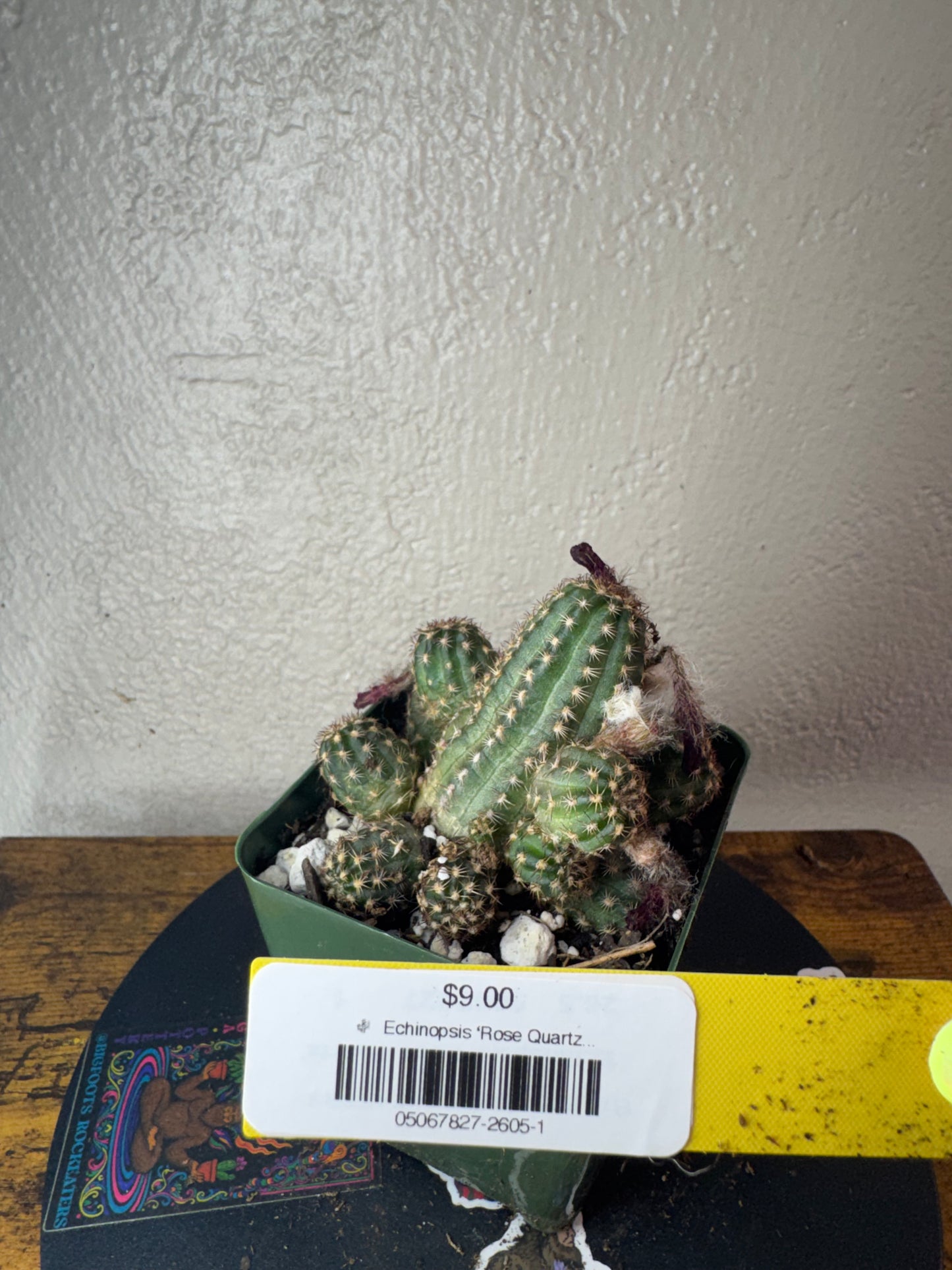 🌵 Echinopsis ‘Rose Quartz’ (Echinopsis hybrid) 1
