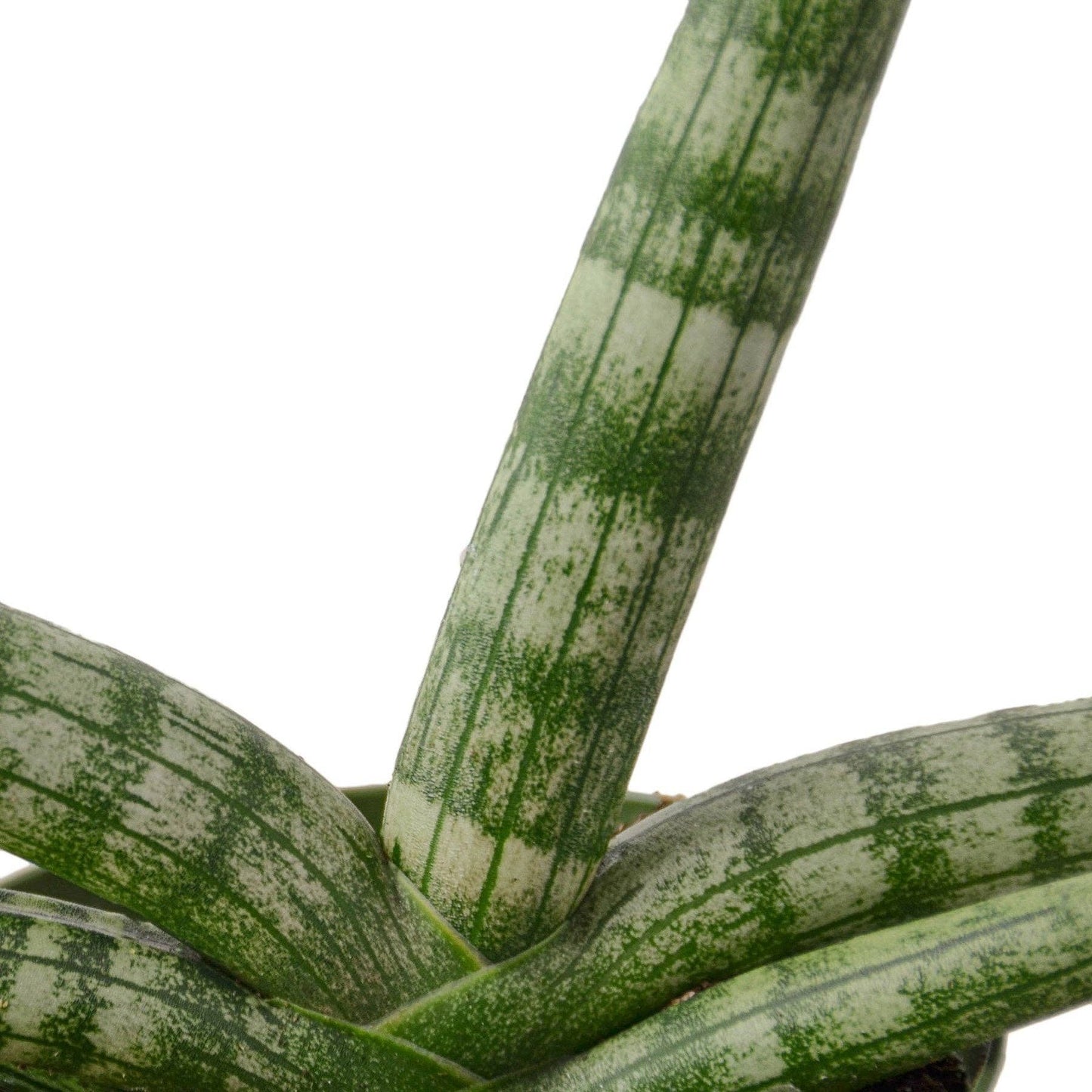 Sansevieria Cylindrica - starfish