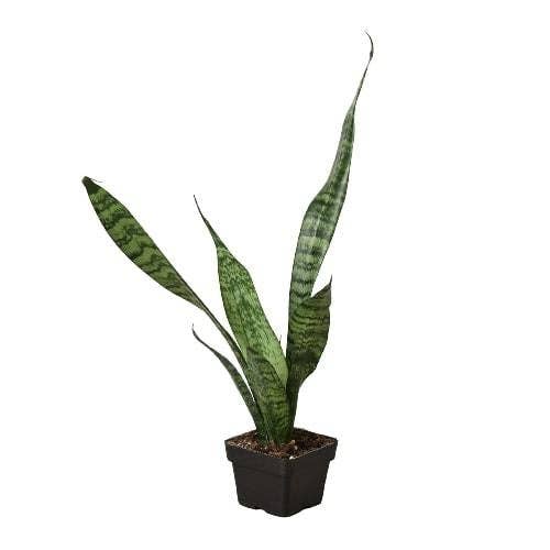 Sansevieria Zeylanica
