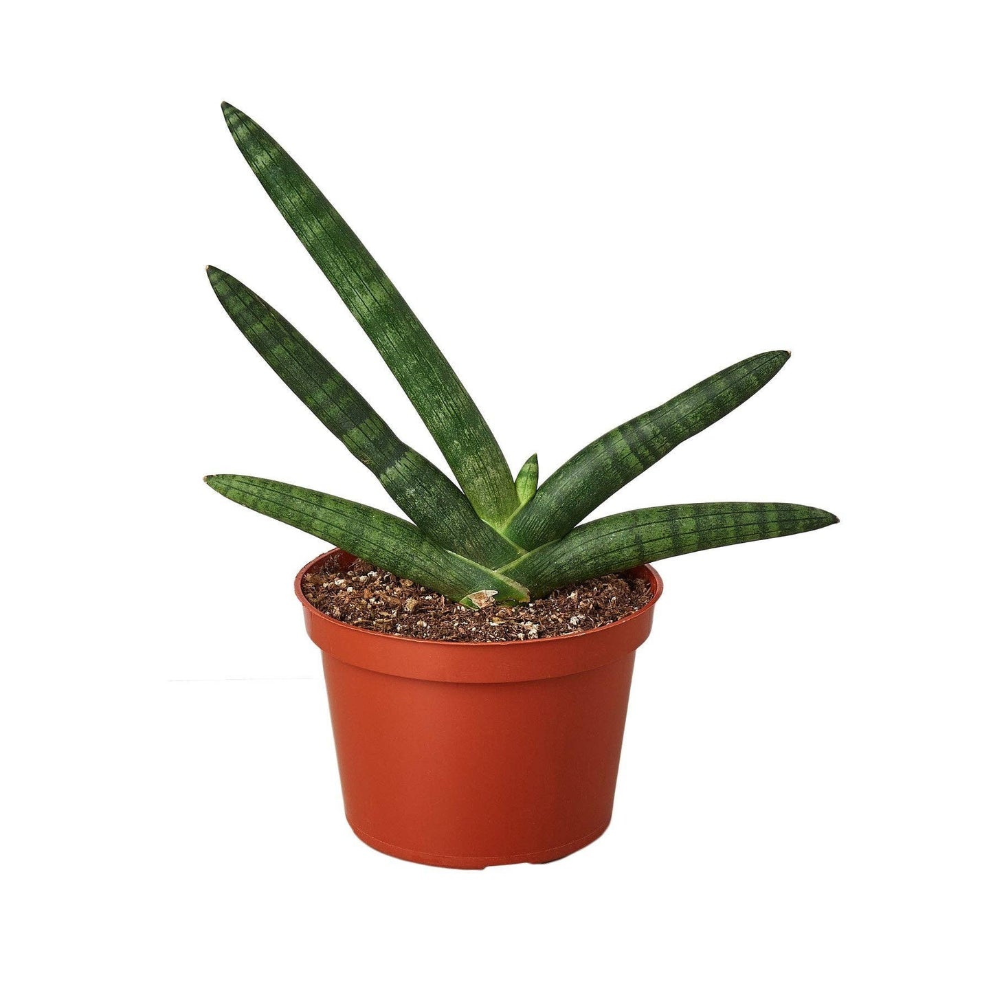 Sansevieria Cylindrica - starfish