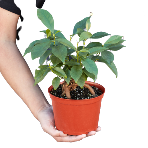 Ficus 'Ginseng' - Live Plant