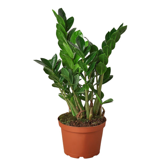 Zamioculcas zamiifolia - ZZ plant
