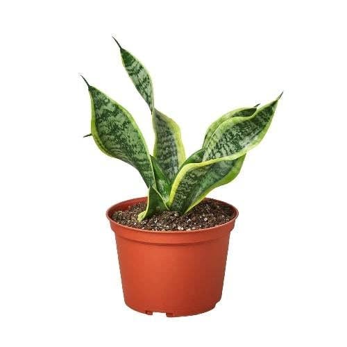 Sansevieria Trifasciata - Snake Plant Twist