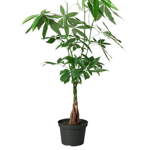 Pachira aquatica - Money Tree braid