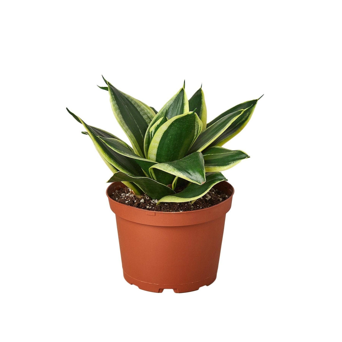 Sansevieria Trifasciata - Snake Plant Black Gold