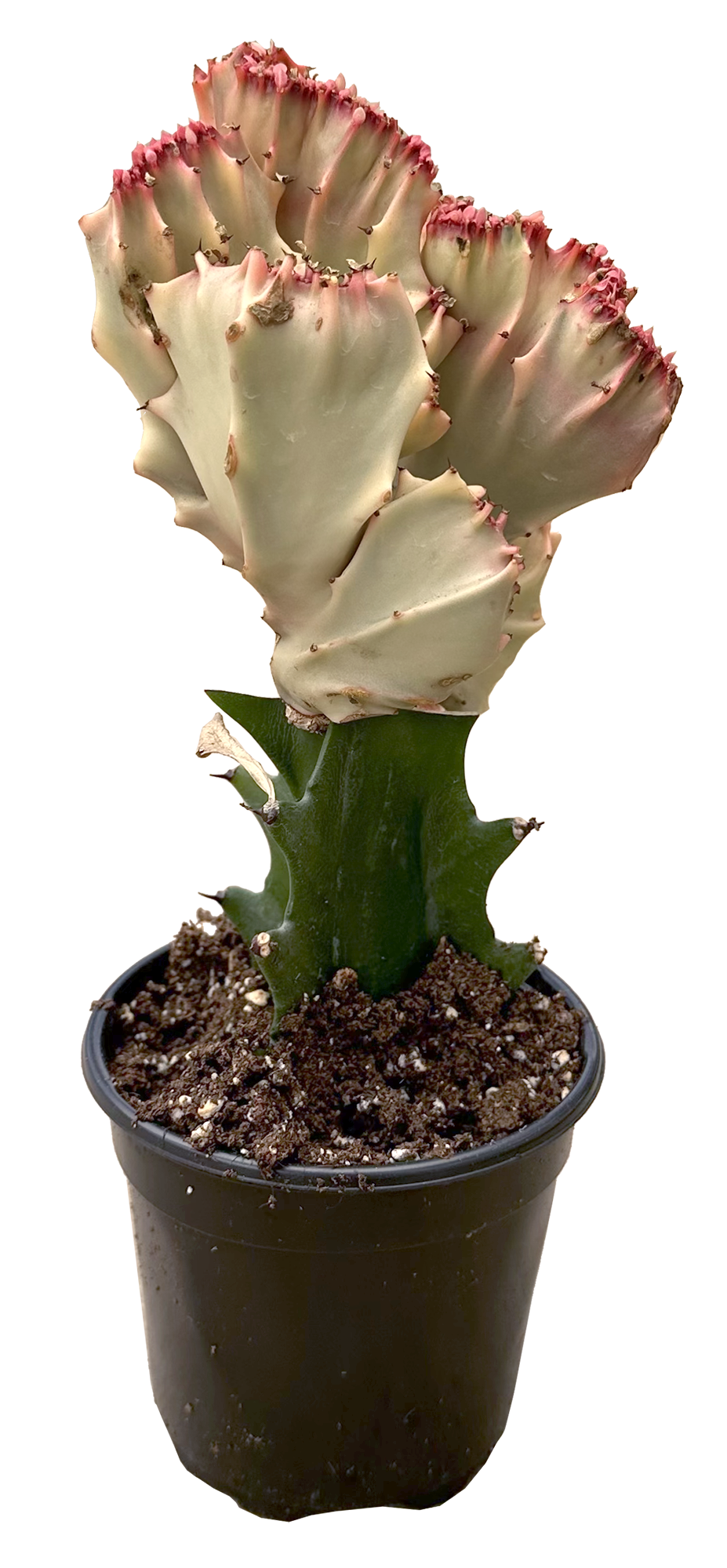 Euphorbia Lactea Cristata Pink - Coral Cactus (dr)