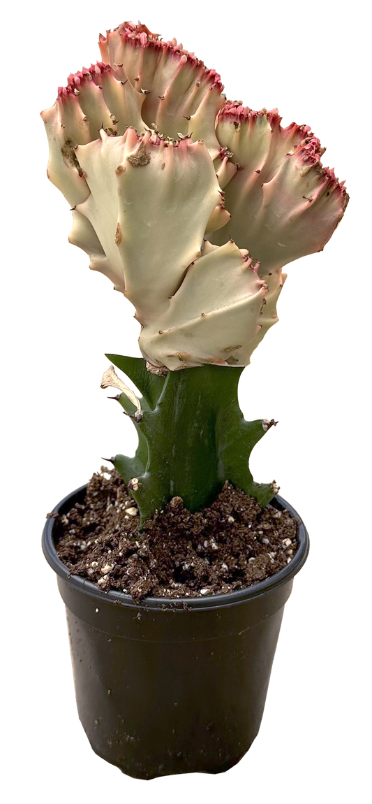 Euphorbia Lactea Cristata Pink - Coral Cactus