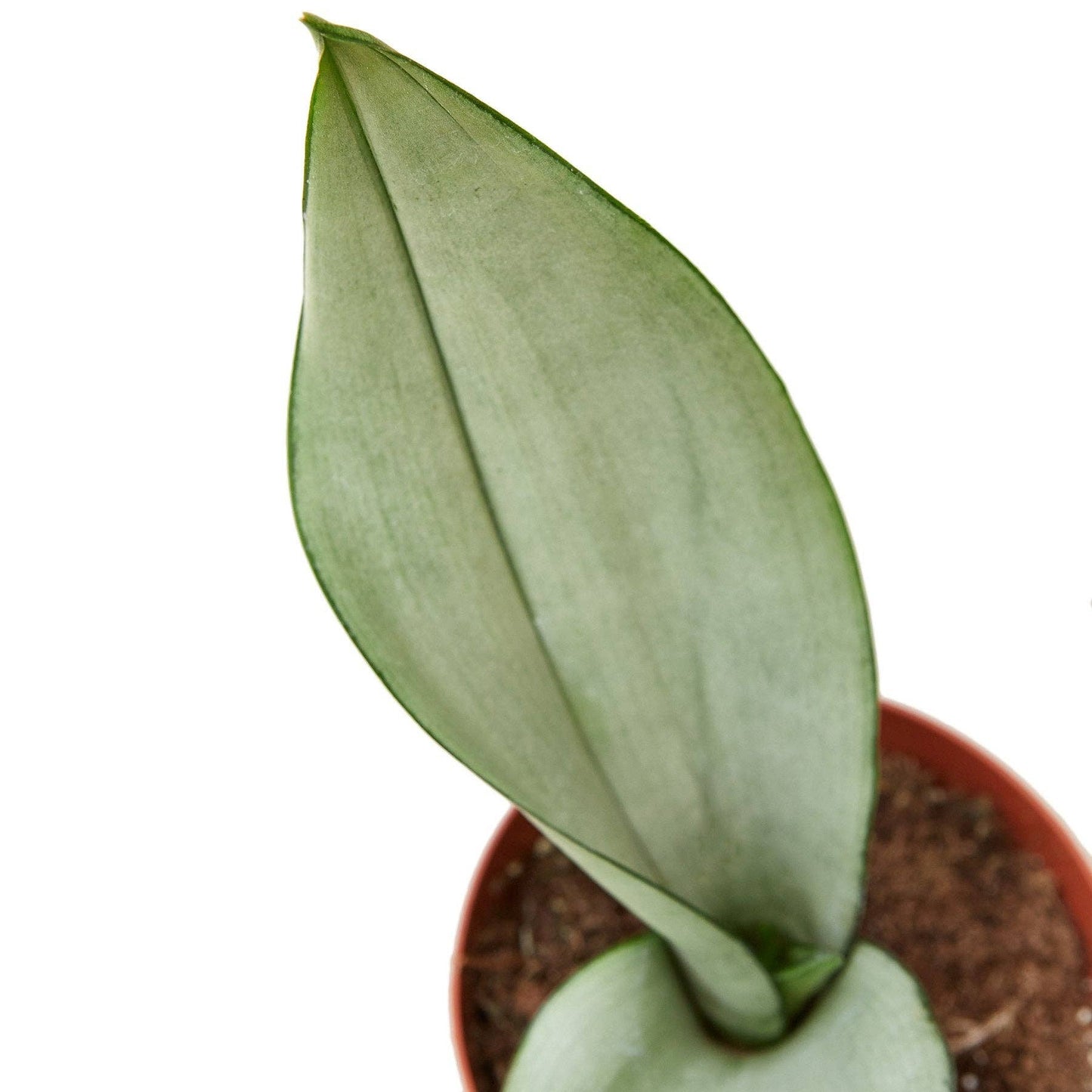 Sansevieria Trifasciata - Snake Plant Moonshine