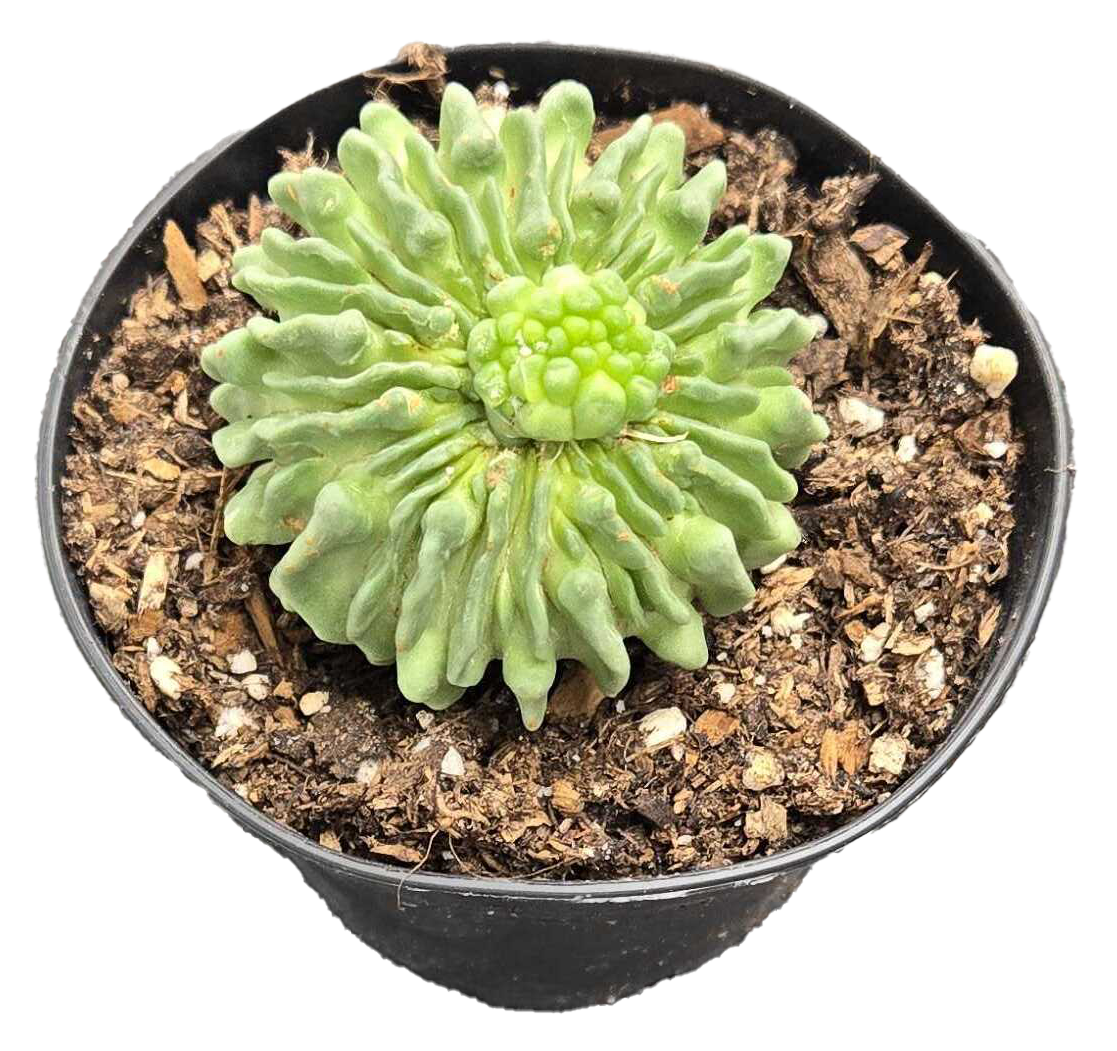 Echinofossulocactus multicostatus f. inermis