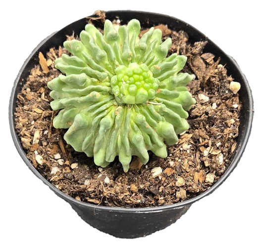 Echinofossulocactus multicostatus f. inermis
