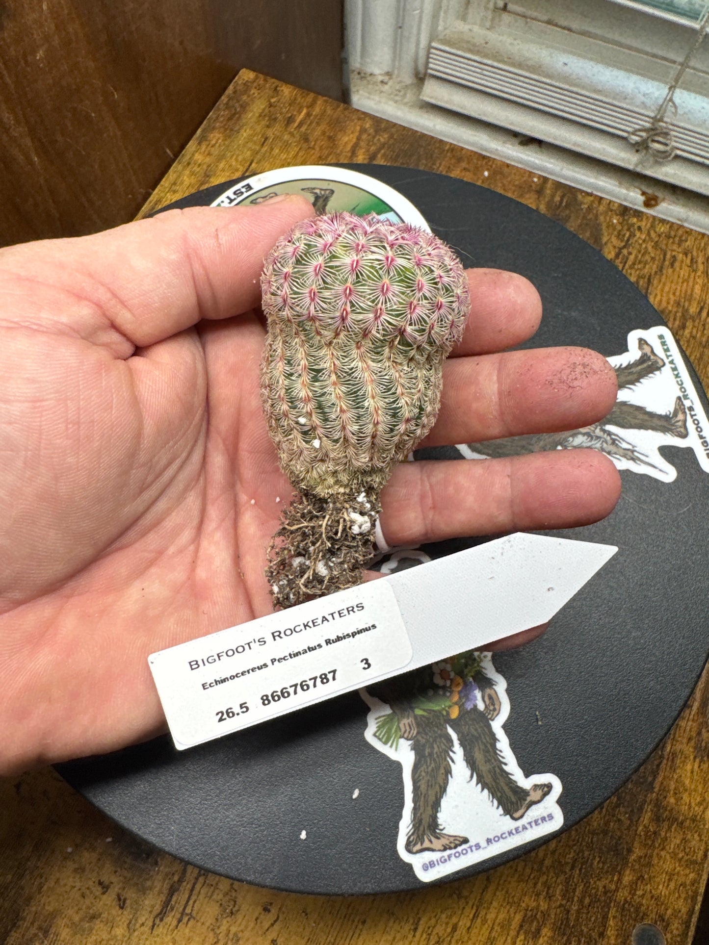 🌵 Echinocereus pectinatus ‘Rubrispinus’ (Rainbow Hedgehog Cactus) 3