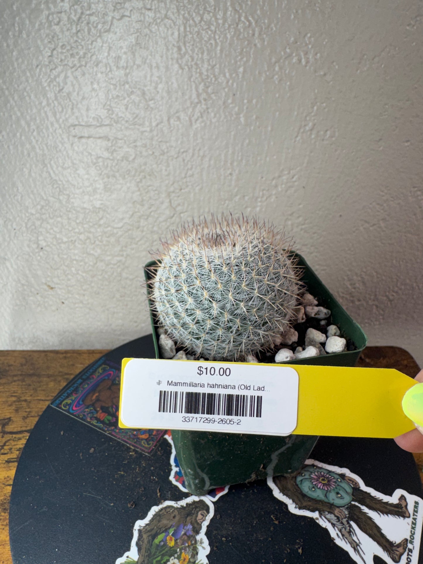 🌵 Mammillaria hahniana (Old Lady Cactus) 2
