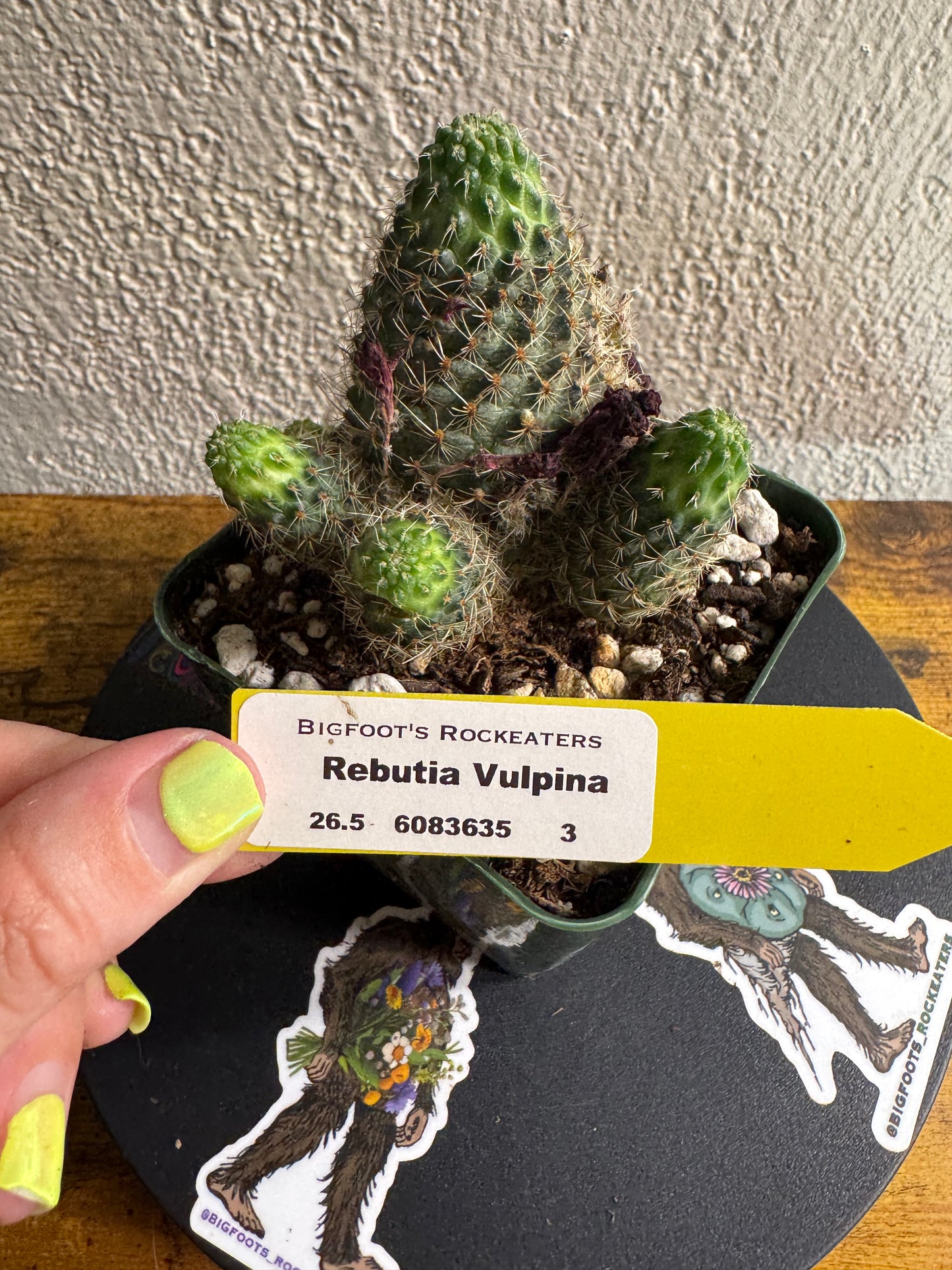 🌵 Rebutia vulpina (Rebutia vulpina) 3