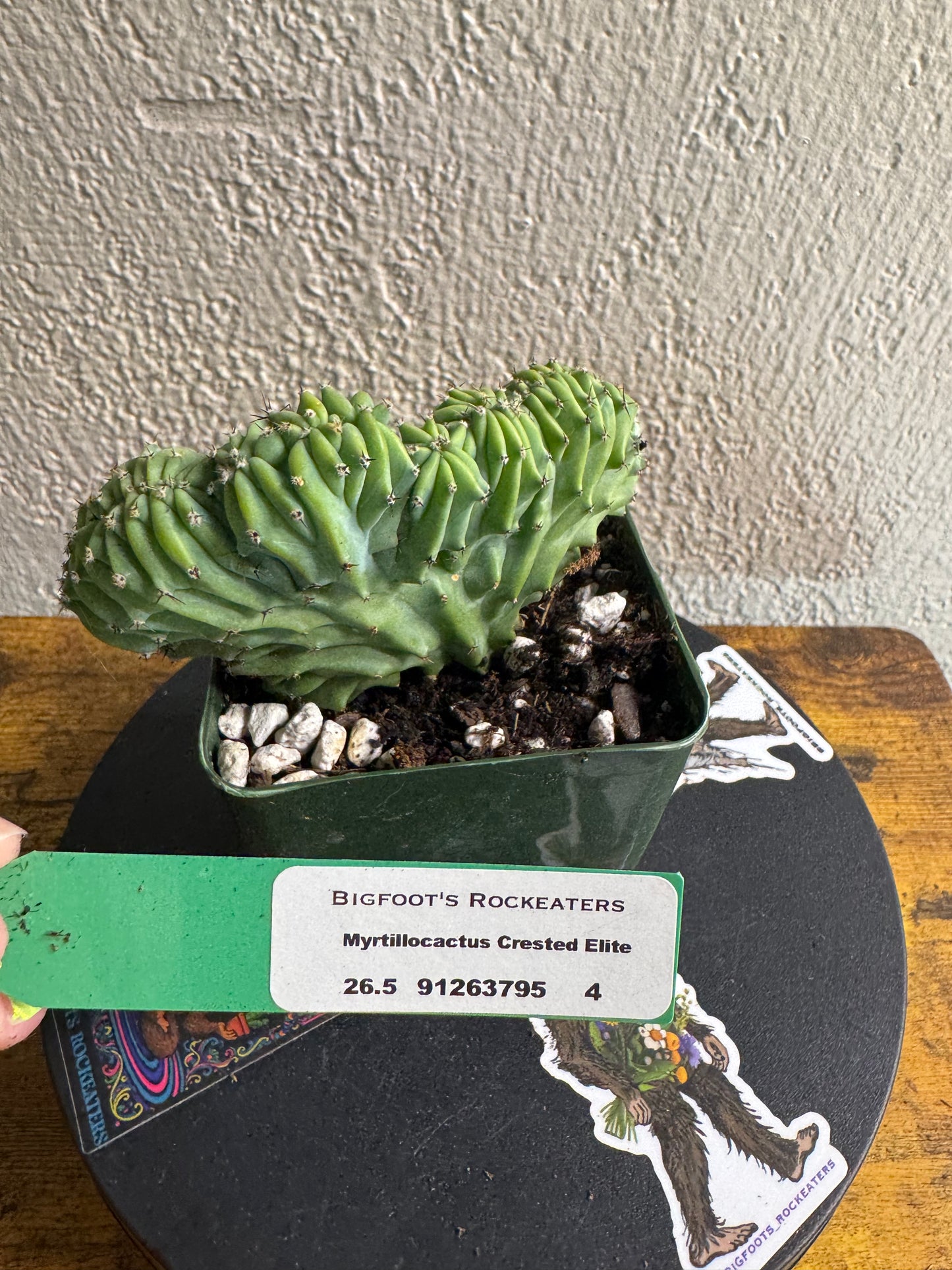 🌵Myrtillocactus geometrizans f. cristata (Myrtillocactus ‘Crested Elite’) 4