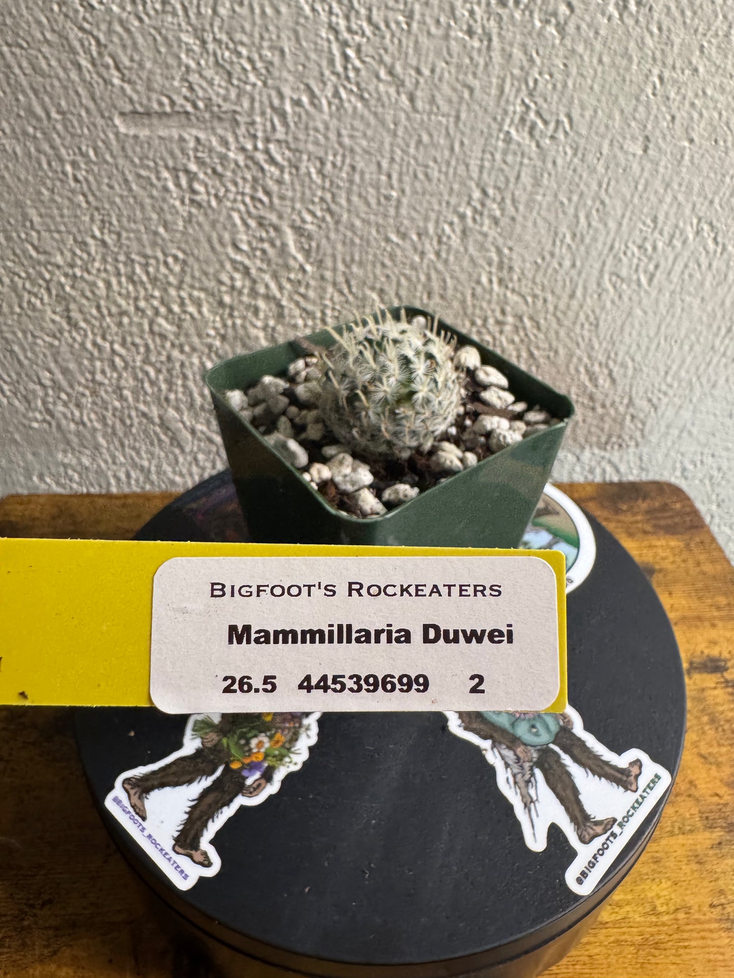 🌵 Mammillaria duwei (Mammillaria duwei) 2