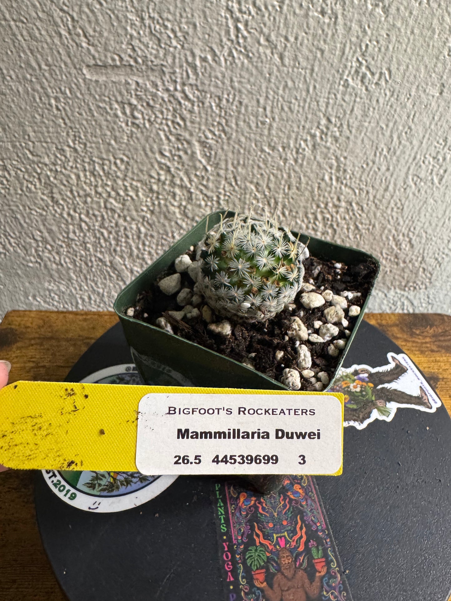🌵 Mammillaria duwei (Mammillaria duwei) 3