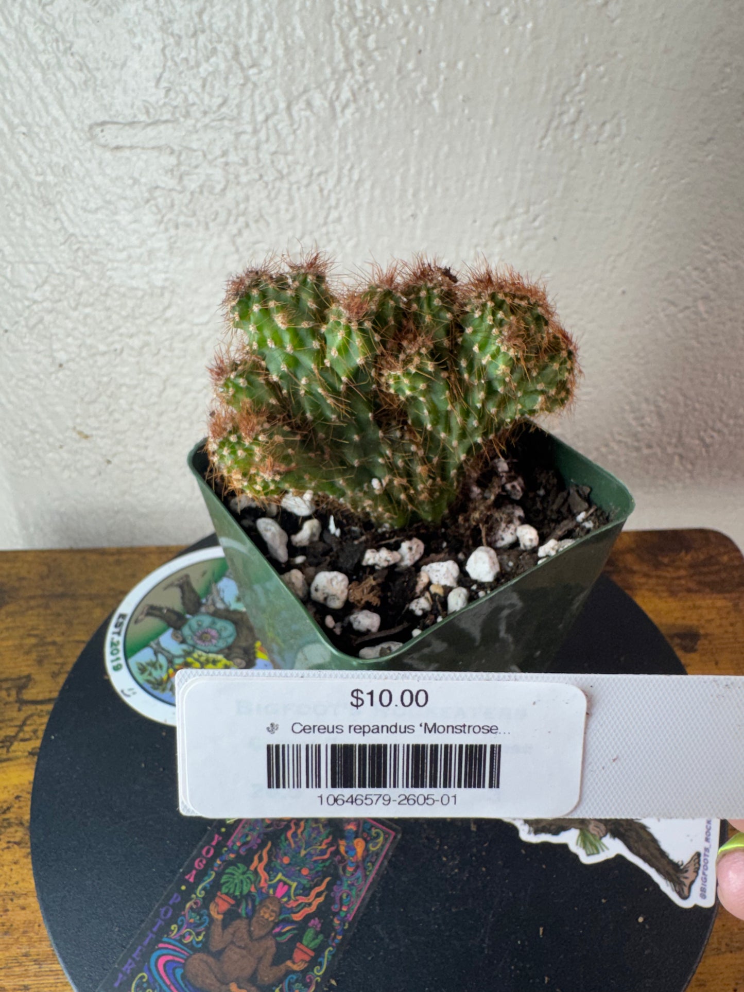 🌵 Cereus repandus ‘Monstrose’ (Monstrose Apple Cactus) 1