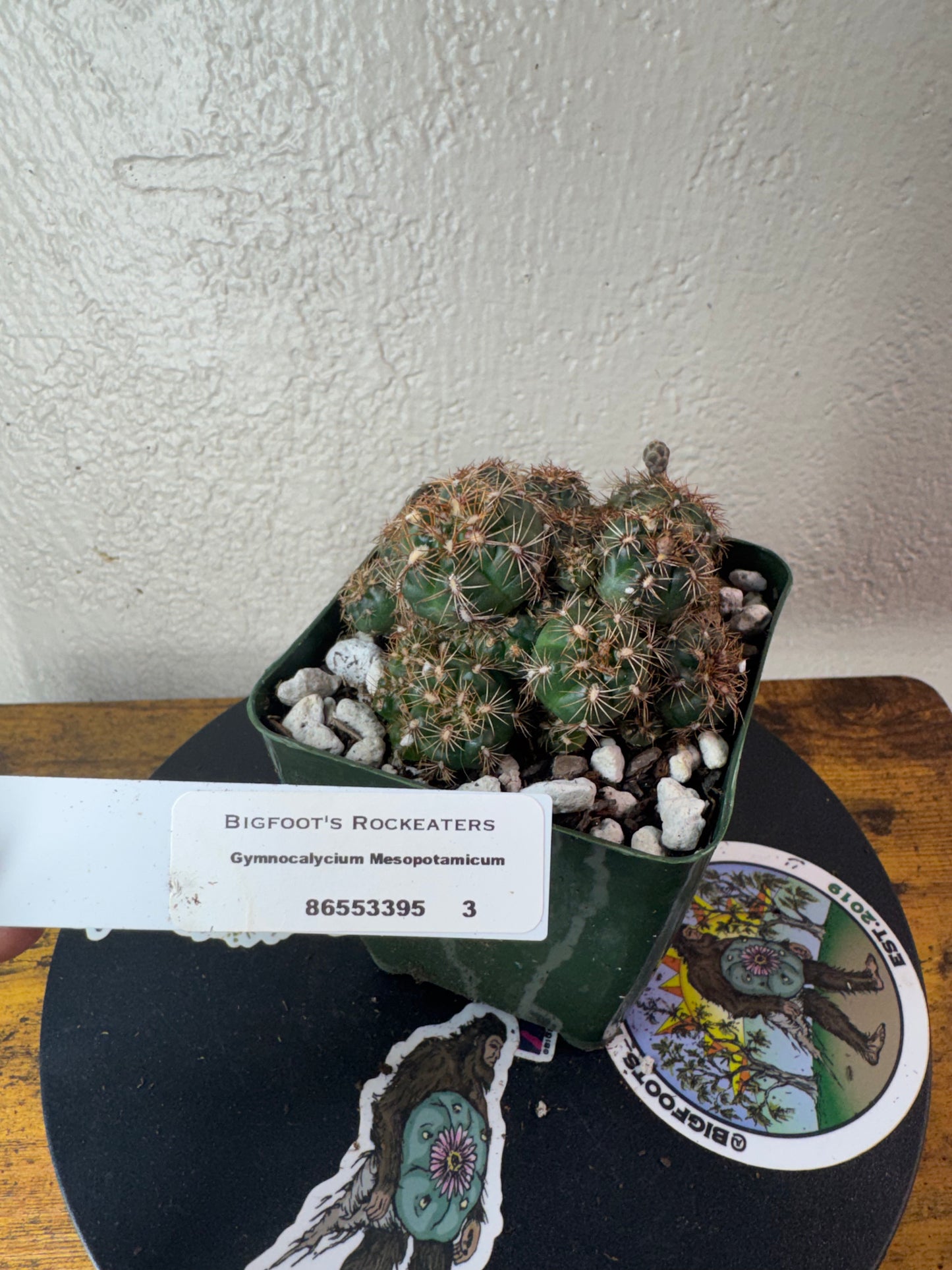 🌵 Gymnocalycium mesopotamicum 3