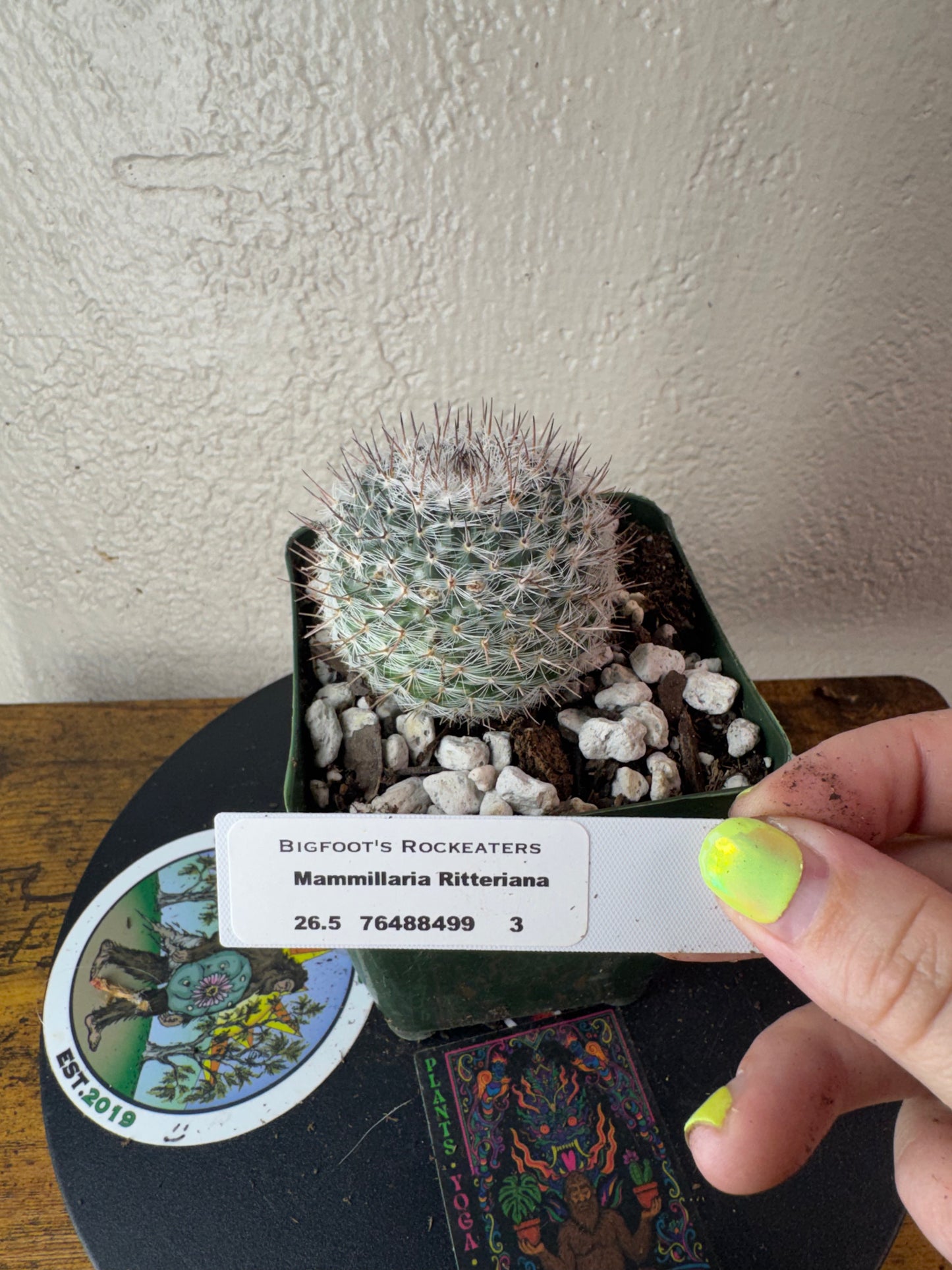 🌵 Mammillaria ritteriana 3