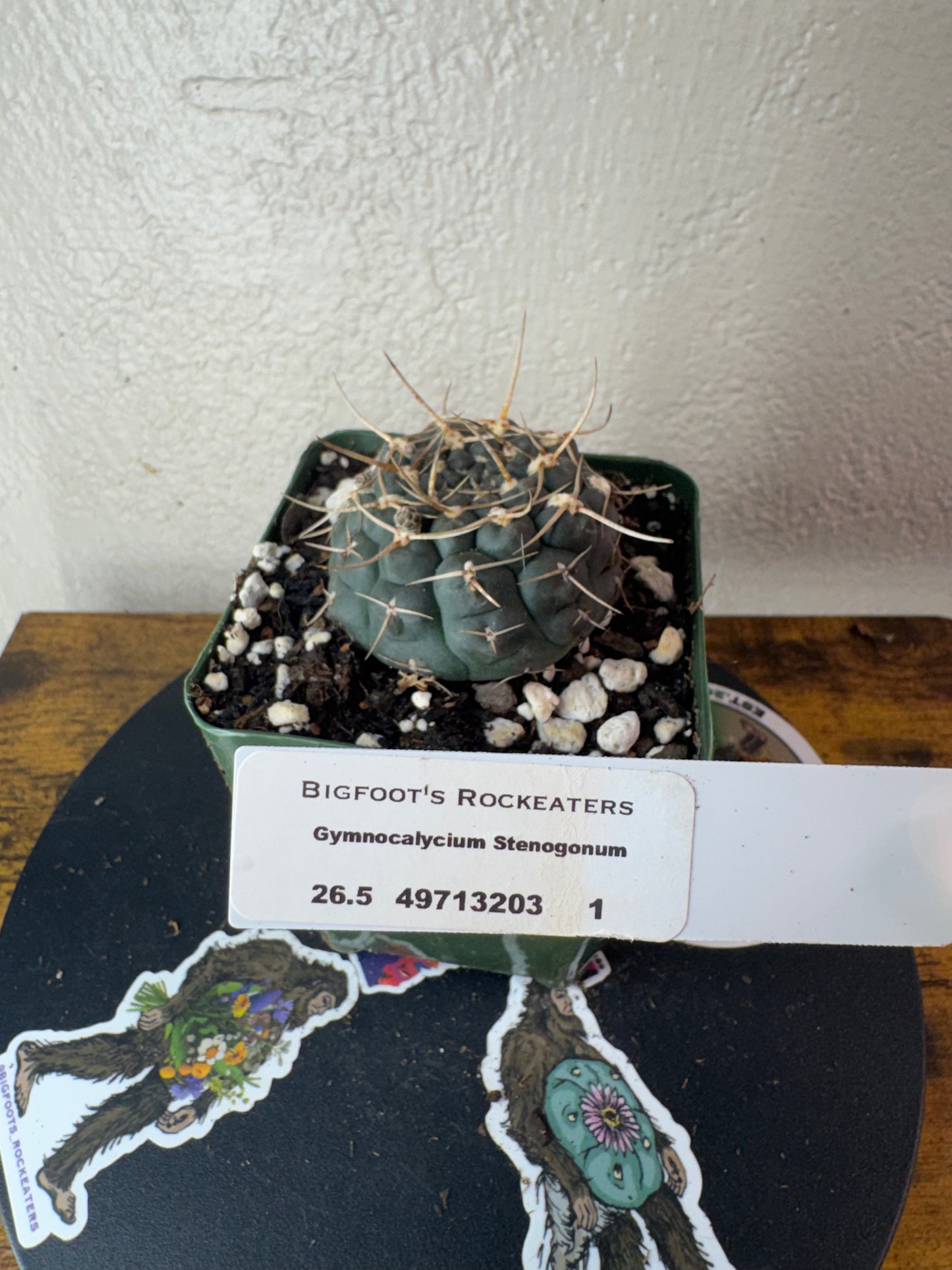 🌵 Gymnocalycium stenogonum 1
