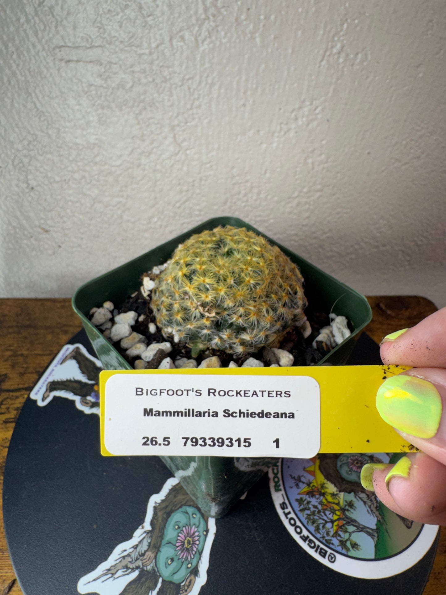 🌵 Mammillaria schiedeana (Mammillaria schiedeana) 1