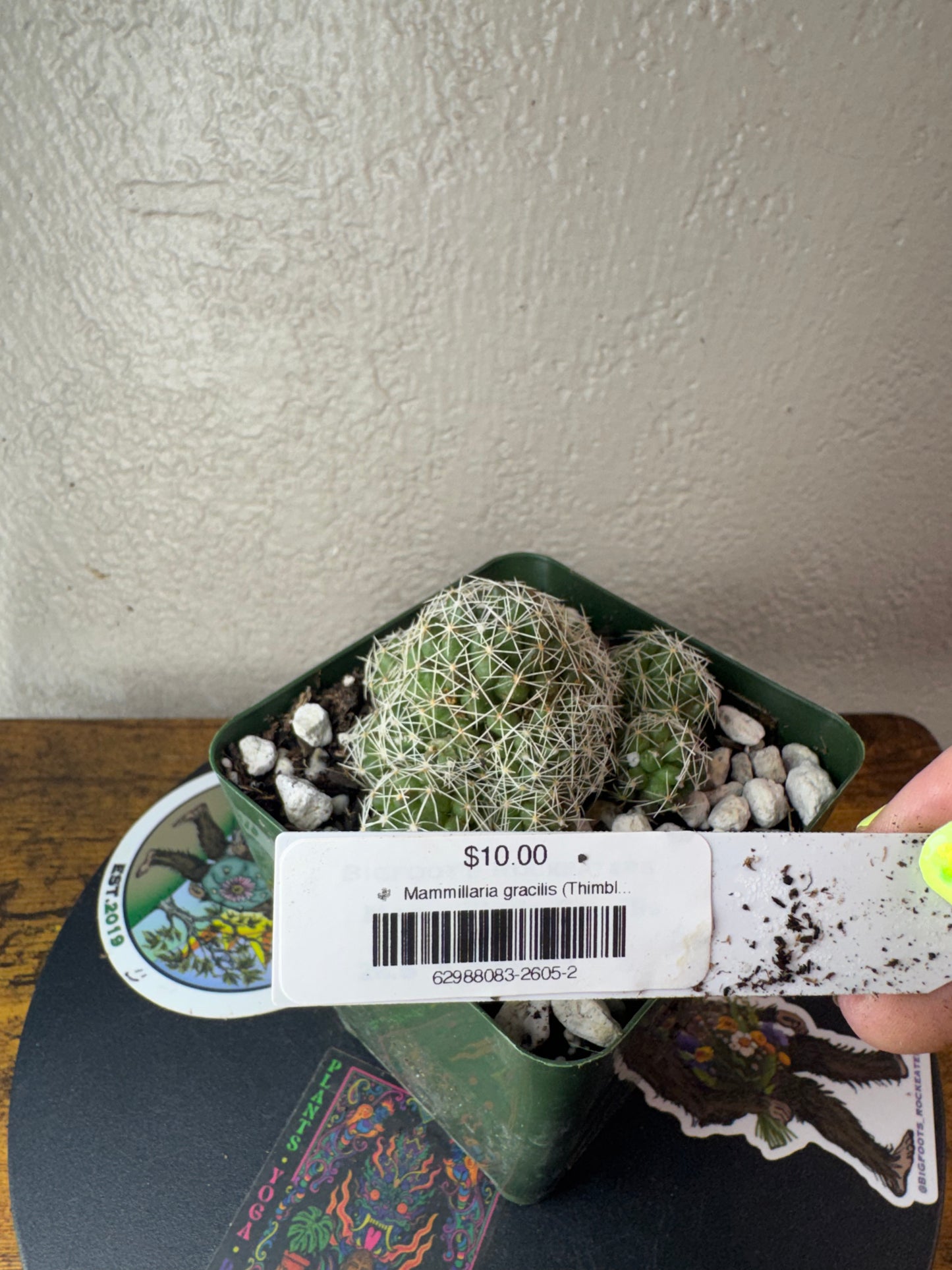 🌵 Mammillaria gracilis (Thimble Cactus) 2
