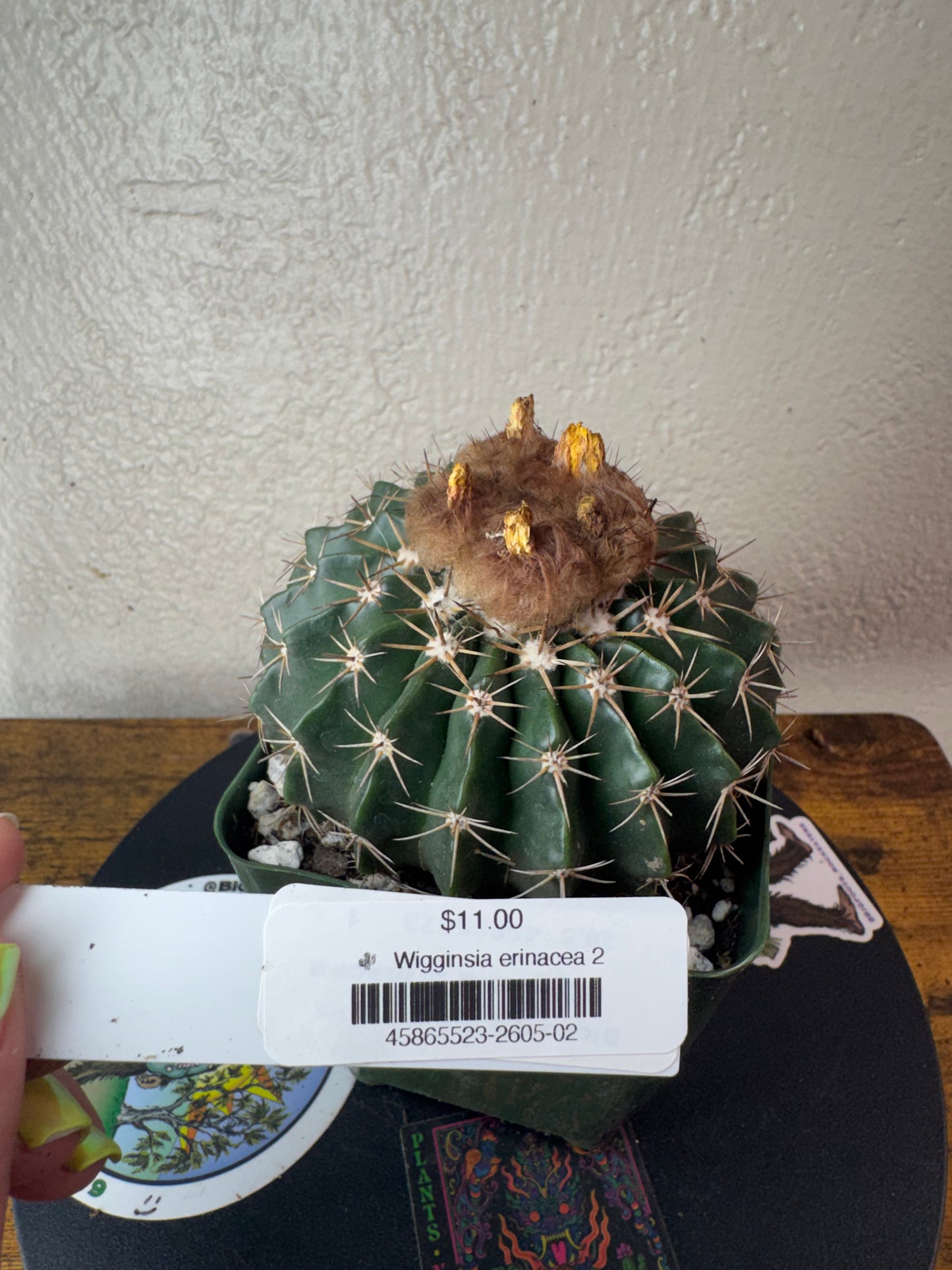 🌵 Wigginsia erinacea 2