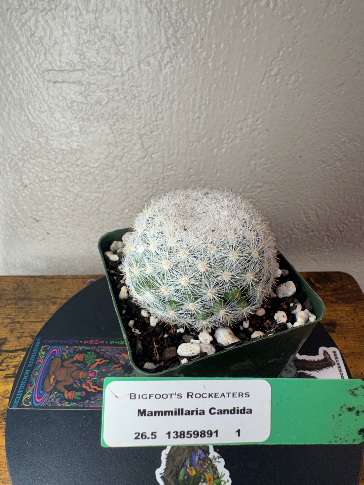 🌵 Mammillaria candida (Snowball Cactus) 4
