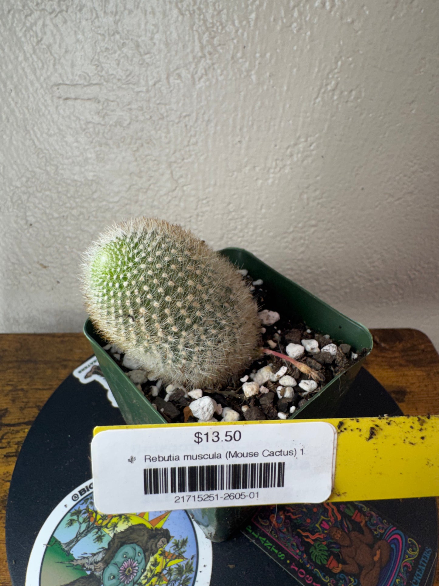 🌵 Rebutia muscula (Mouse Cactus) 1