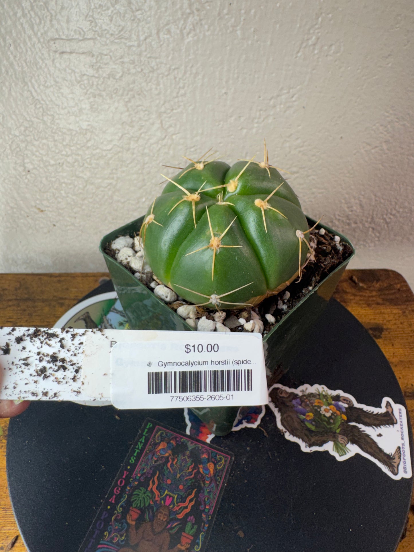 🌵 Gymnocalycium horstii (spider Cactus) 1