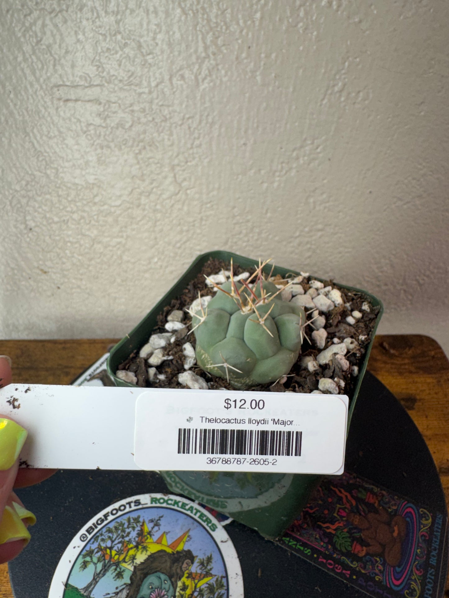 🌵 Thelocactus lloydii ‘Major’ (Thelocactus lloydii var. major) 2