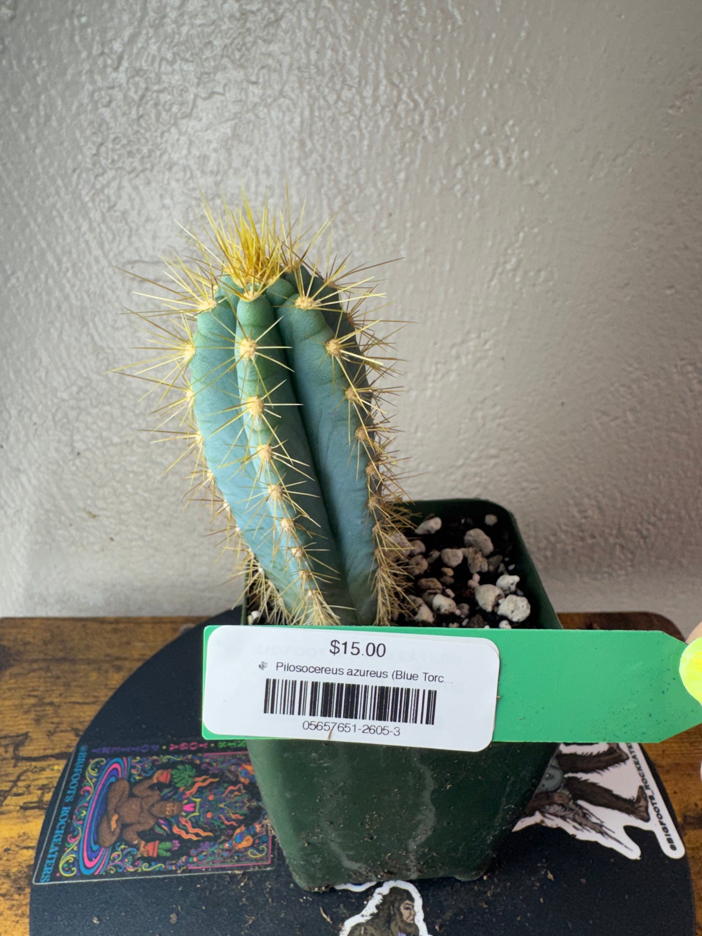 🌵 Pilosocereus azureus (Blue Torch Cactus) 3