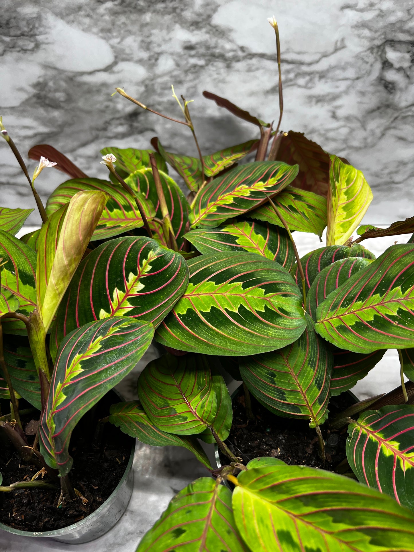 Maranta leuconeura 'fascinator'