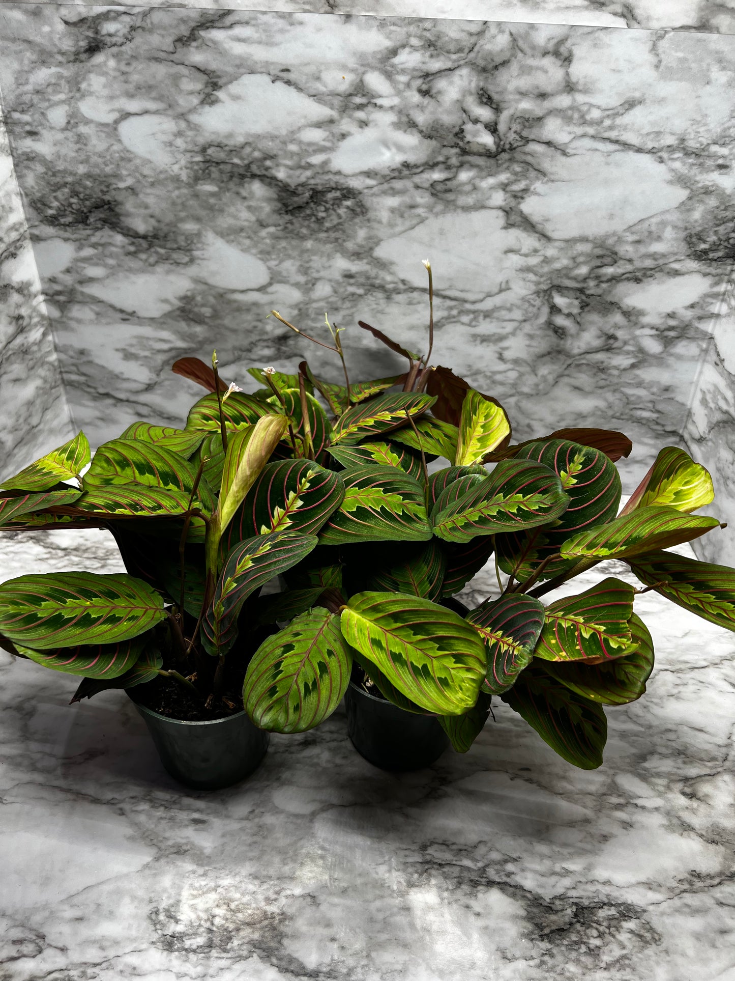 Maranta leuconeura 'fascinator'