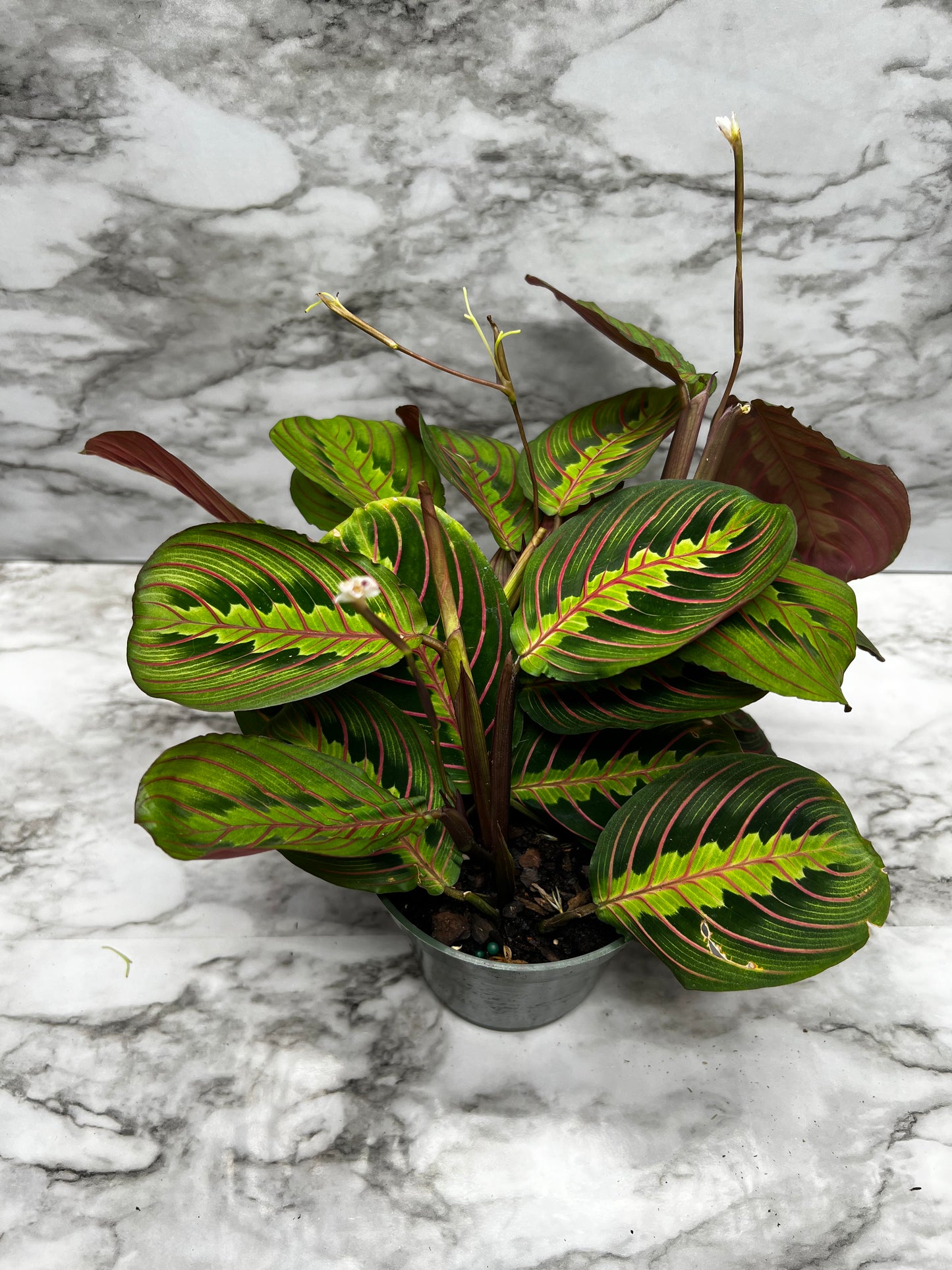 Maranta leuconeura 'fascinator'