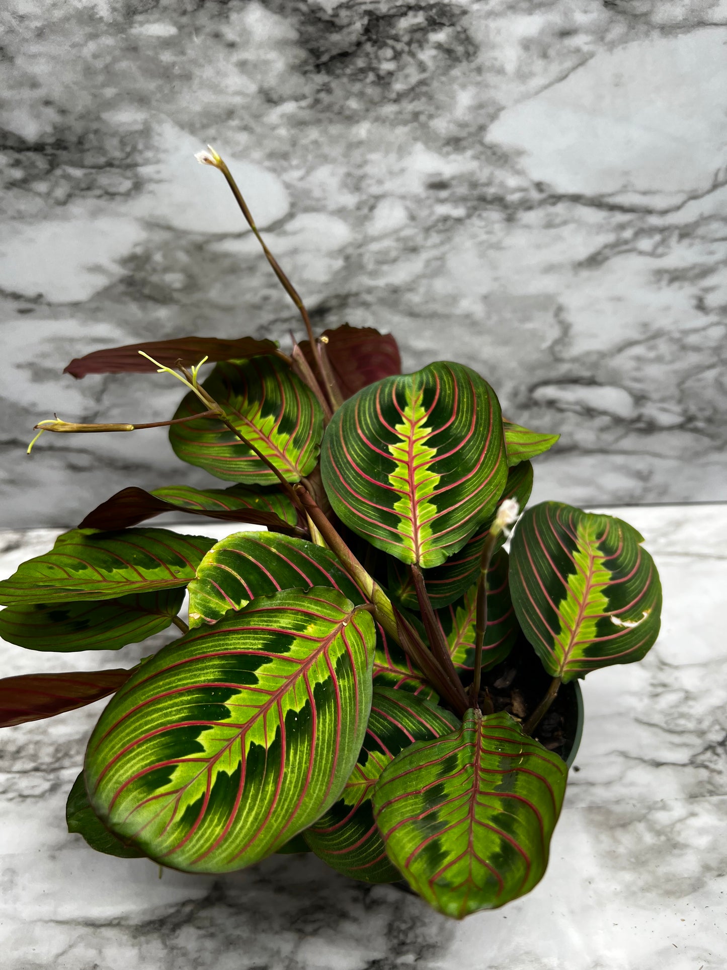Maranta leuconeura 'fascinator'