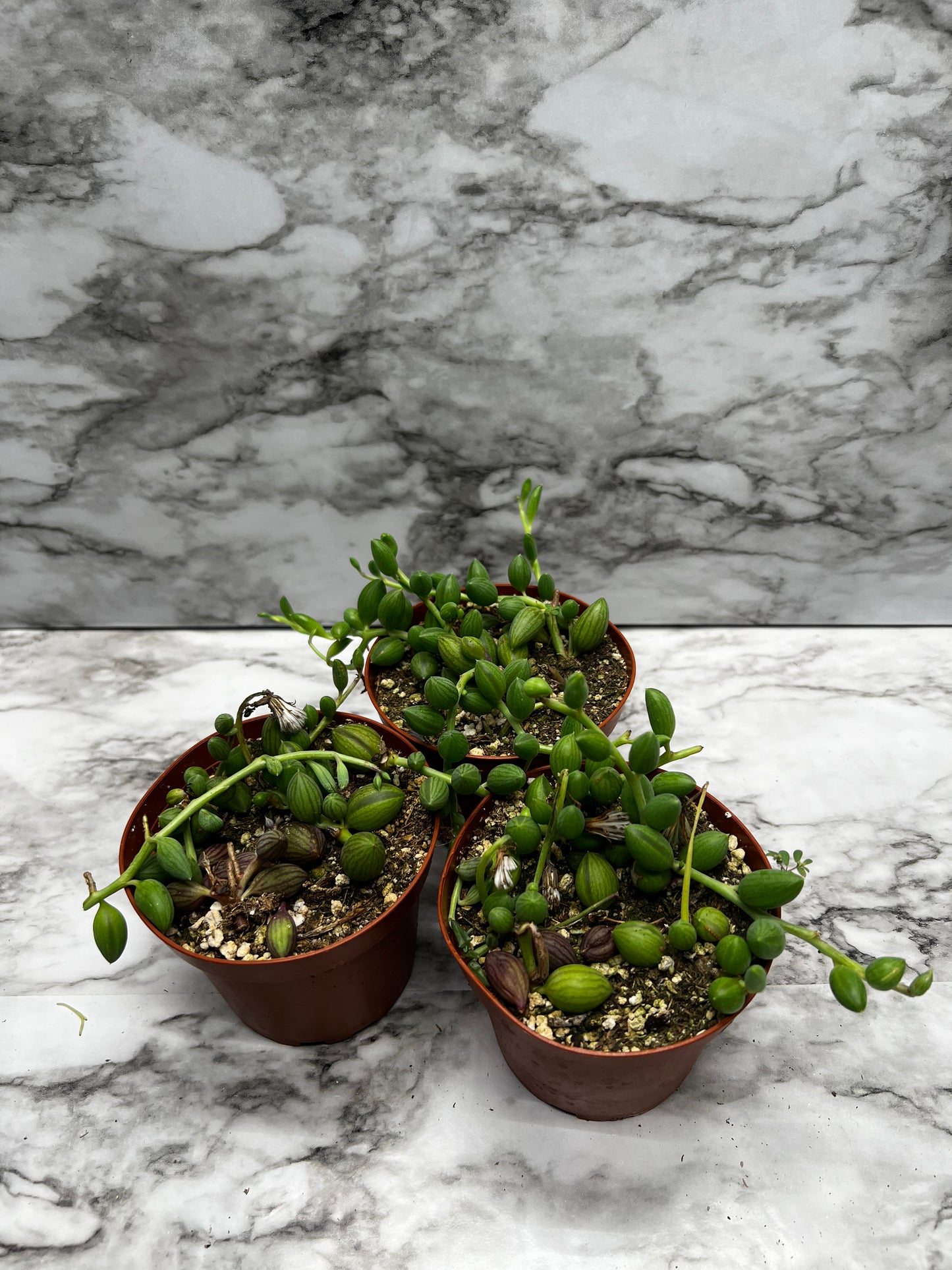 Senecio/Curio herreanus - String of Watermelons