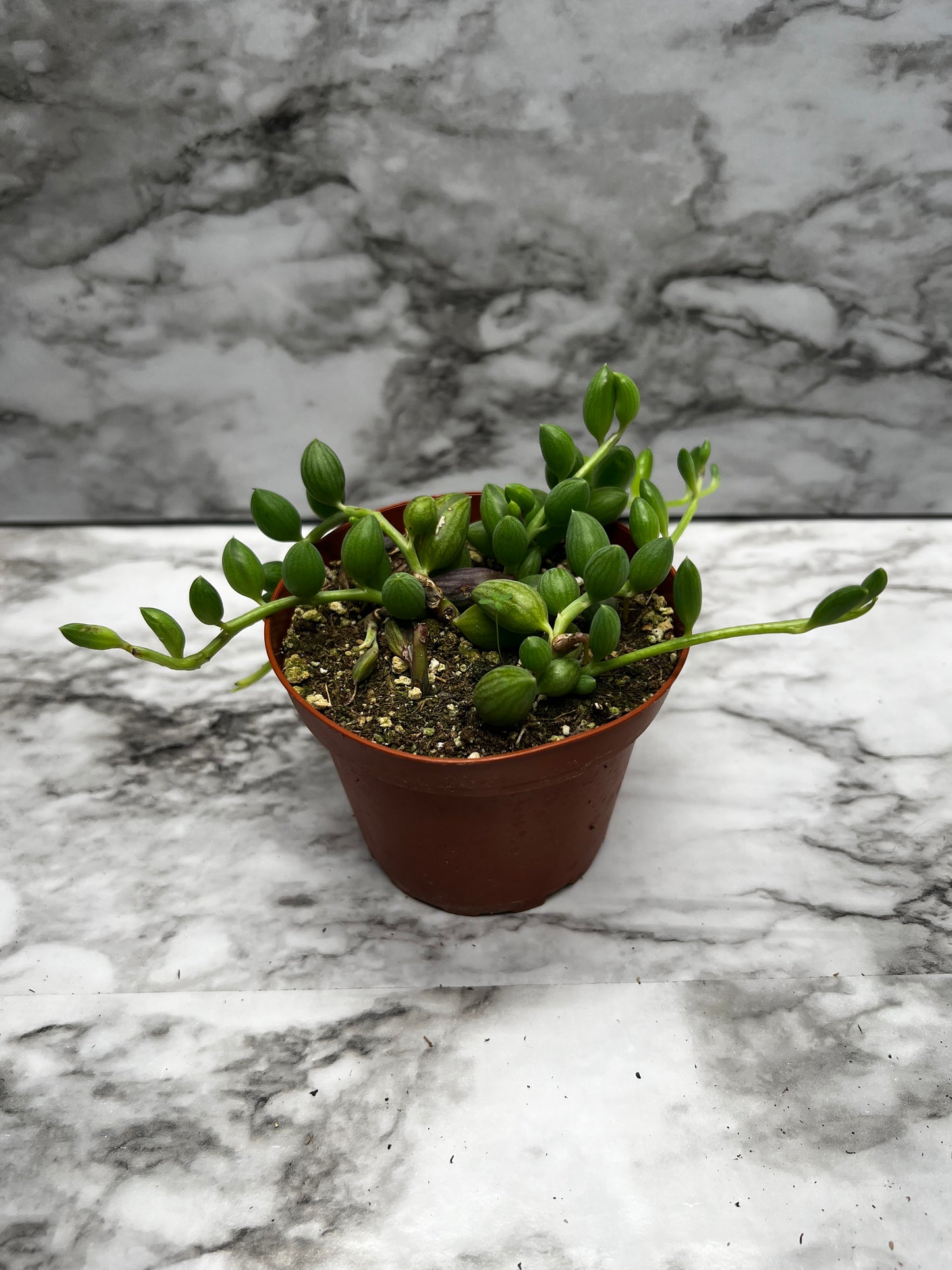 Senecio/Curio herreanus - String of Watermelons